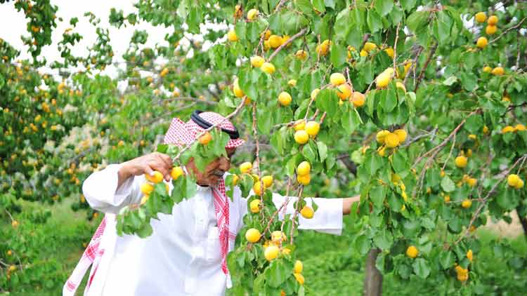 ത്വാ​ഇ​ഫി​ൽ ആ​പ്രി​കോ​ട്ടി​െൻറ പ​ഴ​ക്കാ​ലം