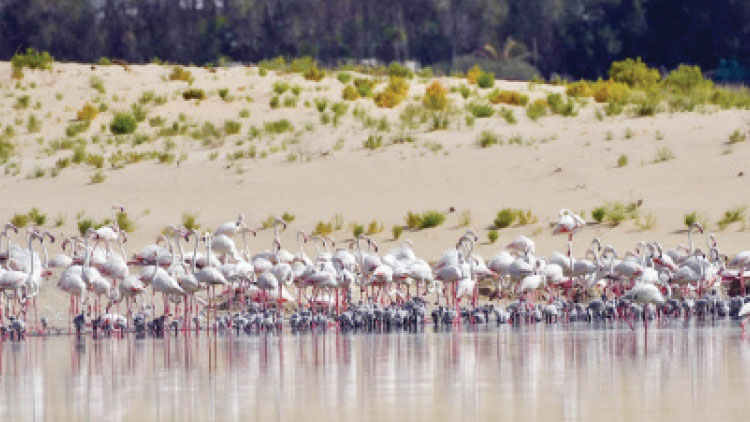 അ​ൽ വ​ത്​​ബ വെ​റ്റ്​​ലാ​ൻ​ഡ്​ അ​ഥ​വാ അ​ര​യ​ന്ന​ങ്ങ​ളു​ടെ വീ​ട്​