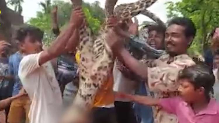 പുളളിപ്പുലിയെ തല്ലിക്കൊന്ന ശേഷം ജഡവുമായി ആഹ്ലാദ പ്രകടനം; ആറുപേർ അറസ്​റ്റിൽ -video