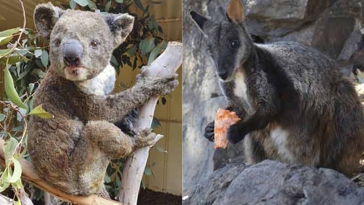 ആസ്ട്രേലിയൻ കാട്ടുതീ: വംശനാശ ഭീഷണി നേരിടുന്ന ജീവികൾക്ക് എന്ത് സംഭവിച്ചു ‍?