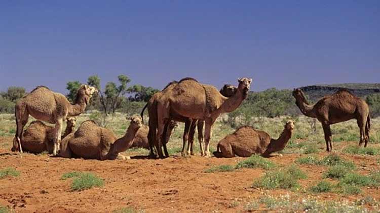 ആസ്ട്രേലിയയിൽ അഞ്ച് ദിവസത്തിനിടെ വെടിവെച്ച് കൊന്നത് 5000 ഒട്ടകങ്ങളെ