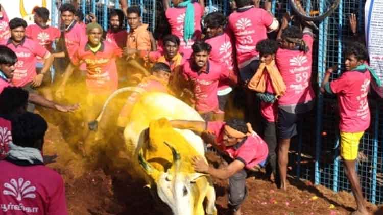 അവനിയാപുരം ജെല്ലിക്കെട്ടിൽ കാളകൾ ചീറിപ്പാഞ്ഞു; 72 പേ​ർ​ക്ക്​ പേ​ർ​ക്ക്​ പ​രി​ക്ക്​