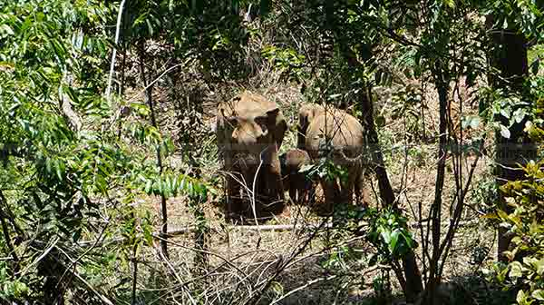 Calf-elephant Calf-elephant