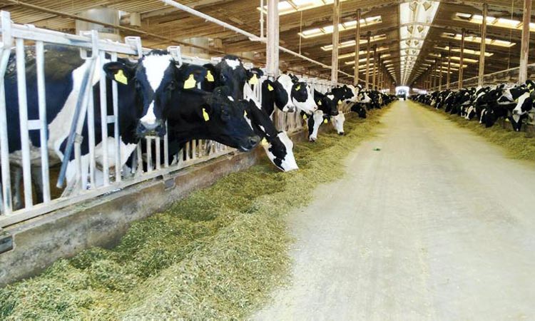 ബലദ്​ന പാ​ലും  പാ​ലു​ത്പ​ന്ന​ങ്ങ​ളും  വിദേശത്തേക്ക്​