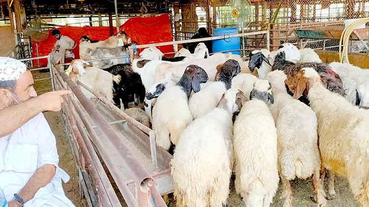 ഷാ​ർ​ജ കാ​ലി​ച്ച​ന്ത​യി​ൽ ബ​ലി​മൃ​ഗ​ങ്ങ​ളെ എ​ത്തി​ച്ചു​തു​ട​ങ്ങി