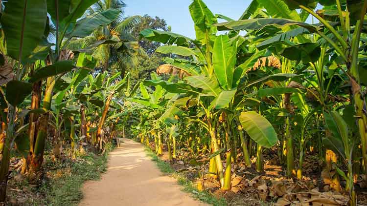 banana-farm