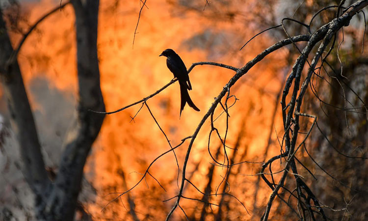 ബന്ദിപ്പൂരിലെ കാട്ടുതീ: മുതിർന്ന ഉദ്യോഗസ്ഥർക്കെതിരെ നടപടി വേണമെന്ന്​ വനം വകുപ്പ്​