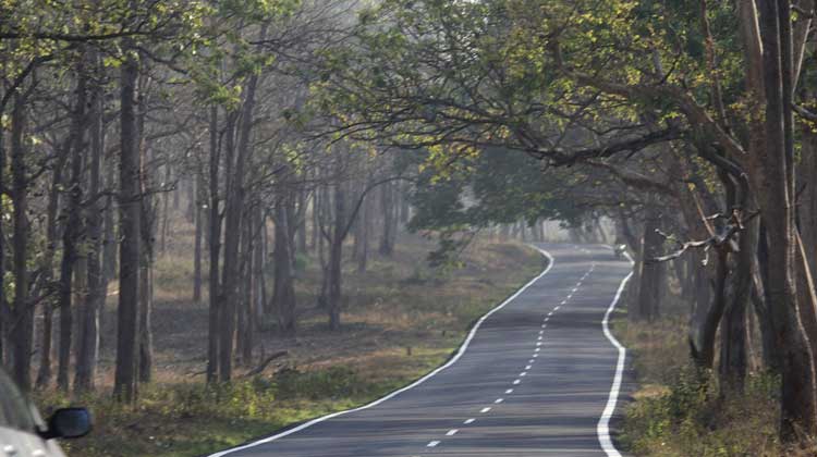 bandipur-road