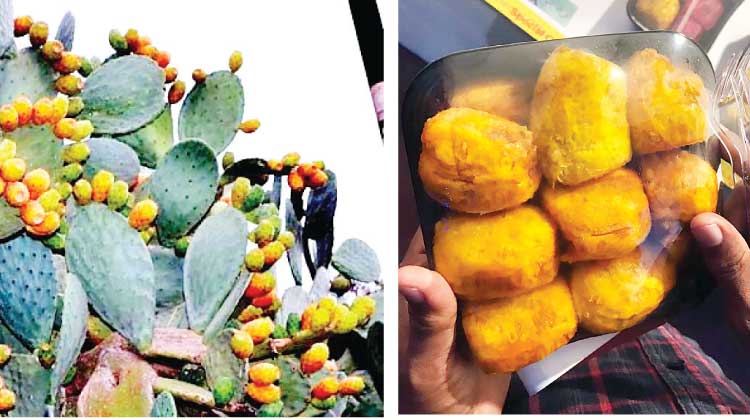 ത്വാ​ഇ​ഫി​​ൽ ബ​ർ​ശൂ​മി വ​സ​ന്തം