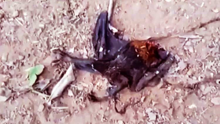 bat-death-karaseri.