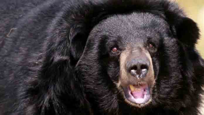 വീ​ട്ടി​ൽ​നി​ന്ന് പു​റ​ത്തി​റ​ങ്ങി​യപ്പോൾ കരടി ചാടിവീണു; വ​യോ​ധി​ക​യു​ടെ കാഴ്ചശക്തി നഷ്​​ടപ്പെട്ടു