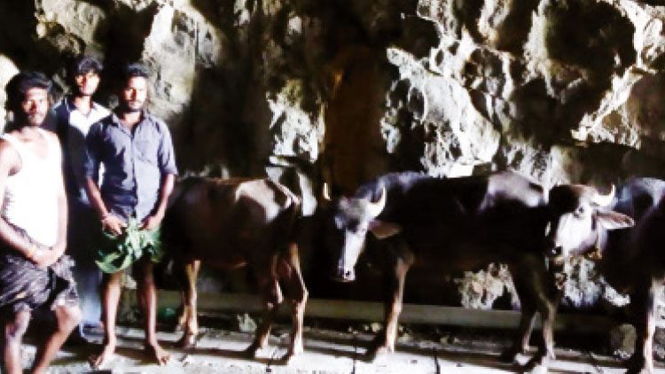 കേരളത്തിലേക്ക് തുരങ്കത്തിലൂടെ പോത്തിനെ കടത്താൻ ശ്രമം കേരളത്തിലേക്ക് തുരങ്കത്തിലൂടെ പോത്തിനെ കടത്താൻ ശ്രമം