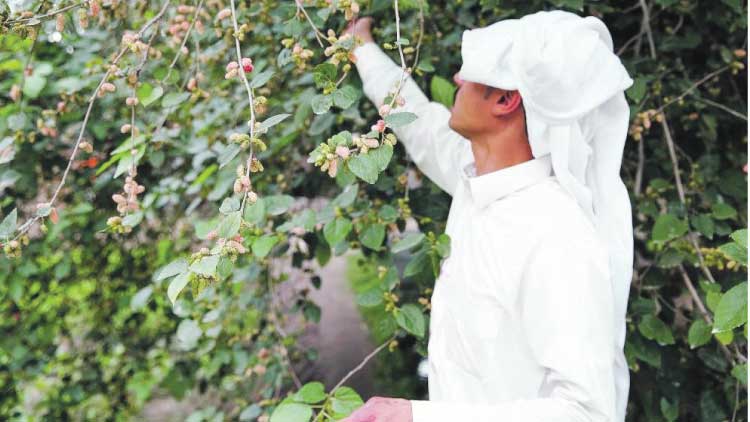 അൽഅഹ്സയിൽ ബെറി വിളവെടുപ്പി​െൻറ മധുരകാലം