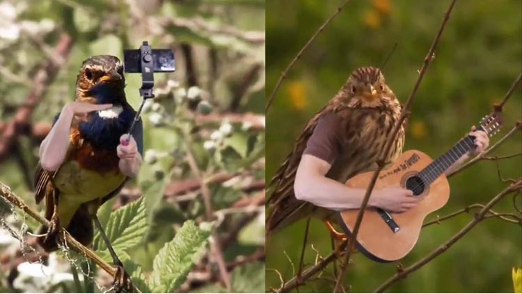 സെൽഫിയെടുത്തും ഗിറ്റാർ വായിച്ചും പക്ഷികൾ;  വീണ്ടും വീണ്ടും കാണും ഇൗ വിഡിയോ