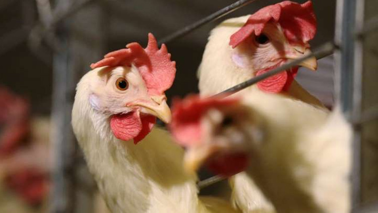 പക്ഷിപ്പനി: വളർത്തു പക്ഷികളെ കൊന്ന് ദഹിപ്പിക്കും