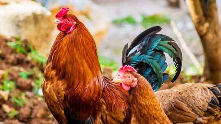 എന്താണ് പക്ഷിപ്പനി‍? മനുഷ്യരിലേക്ക് പടരുമോ? പ്രതിരോധം എന്ത്?