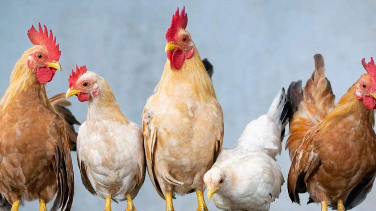 കോഴിക്കോടിന് പിന്നാലെ മലപ്പുറത്തും പക്ഷിപ്പനി