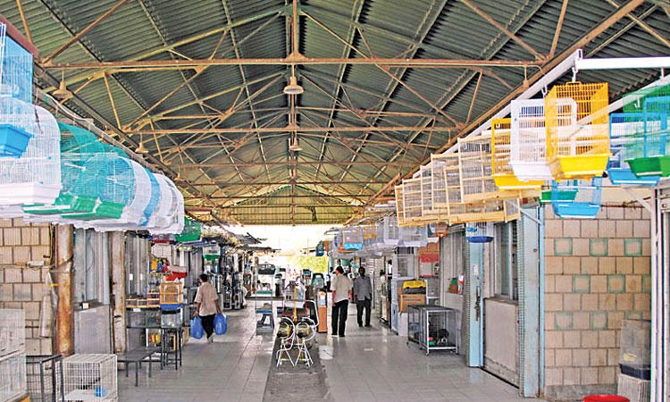 അ​ൽ​റാ​യി​ലെ പ​ക്ഷി​വി​പ​ണി​  വീ​ണ്ടും തു​റ​ന്നു