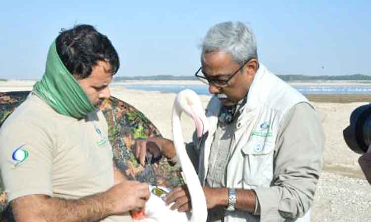 ബേ​ർ​ഡ​ത്തോ​ൺ  1300 കി​ലോ​മീ​റ്റ​ർ താണ്ടി അ​ബൂ​ദ​ബി  പൊ​ലീ​സ്​ അ​ര​യ​ന്നം ഒ​ന്നാ​മ​ത്​