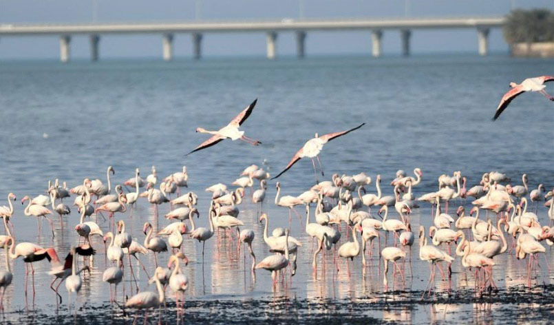 കു​വൈ​ത്ത്​ ദേ​ശാ​ട​ന​ക്കി​ളി​ക​ളു​ടെ ഇ​ഷ്​​ട​കേ​ന്ദ്രം