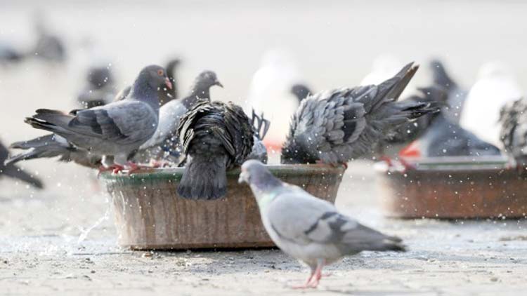 ഇ​ത്തി​രി വെ​ള്ളം പു​റ​ത്തു​വെ​ക്കൂ;  ഒ​ത്തി​രി പ​ക്ഷി​ക​ളു​ടെ ജീ​വ​ൻ ര​ക്ഷി​ക്കാം