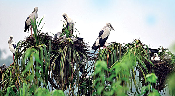 ചേരാകൊക്കിന്‍െറ കൂടുകള്‍ തിരുനാവായയില്‍ കണ്ടെത്തി