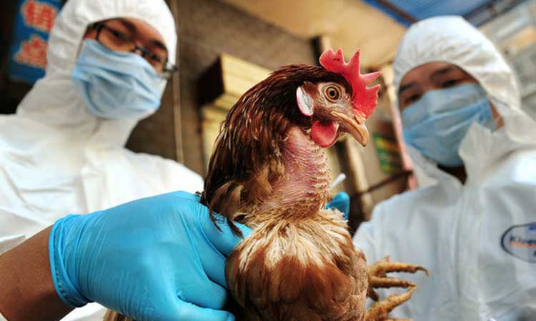 പ​ക്ഷി​പ്പ​നി: വ്യാ​പാ​രി​ക​ൾ​ക്ക്​ ന​ഷ്​​ടം 10,000 മു​ത​ൽ 20,000 വ​രെ ദീ​നാ​ർ