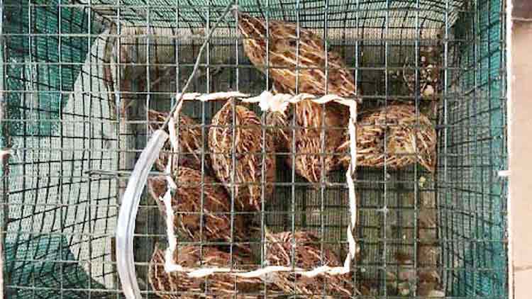 പക്ഷികളെ വേട്ടയാടുന്ന  നാലംഗ സംഘം പിടിയിൽ