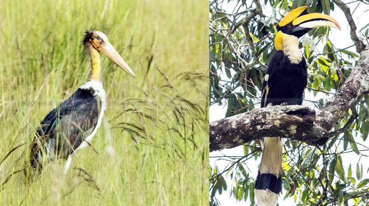നിലമ്പൂര് വനമേഖലയിലെ പക്ഷി സർവേയിൽ 192 ഇനം അപൂർവ പക്ഷികളെ കണ്ടെത്തി നിലമ്പൂര് വനമേഖലയിലെ പക്ഷി സർവേയിൽ 192 ഇനം അപൂർവ പക്ഷികളെ കണ്ടെത്തി
