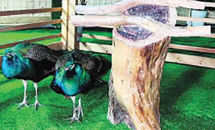 മൗസം ഷർഖിയ: ഖത്തീഫിൽ  അപൂർവ പക്ഷികളുടെ പ്രദർശനം