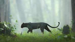 ‘ബഗീരയോട് മൗഗ്ലി എവിടെ’ എന്ന് സോഷ്യൽ മീഡിയ