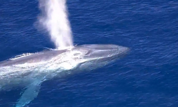 തിമിംഗലം ഛര്‍ദിച്ച വസ്തുവിന് ലേലത്തുക 7.16 ലക്ഷം