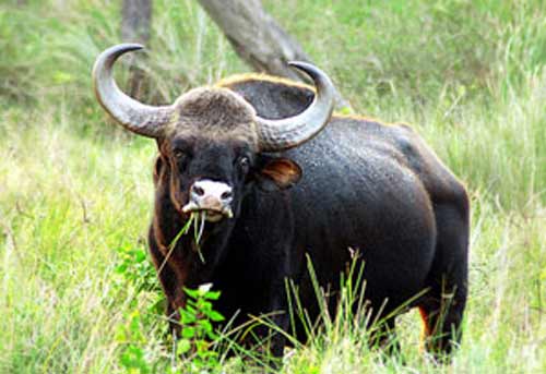 ഇടുക്കിയിൽ കാട്ടുപോത്തി​െൻറ കുത്തേറ്റ്​ ഒരാൾ മരിച്ചു