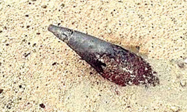 മു​ത്​​ല​യി​ൽ 15 പൊ​ട്ടാ​ത്ത ബോം​ബു​ക​ൾ ക​ണ്ടെ​ത്തി