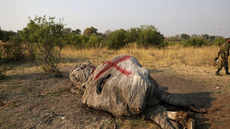 mysterious deaths of elephants