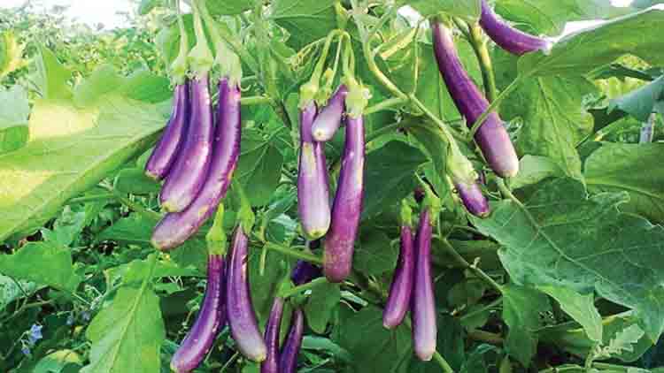 brinjal-9520.jpg