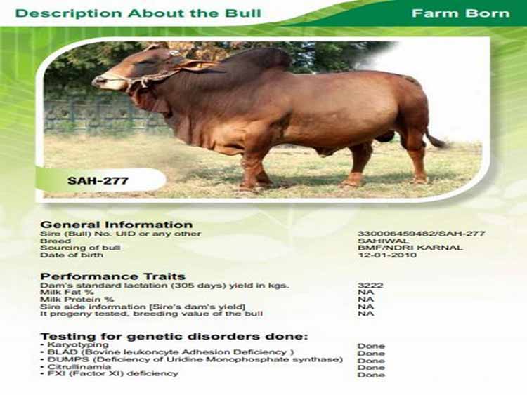 ‘അനുയോജ്യരെ’ തെരഞ്ഞെടുക്കാൻ കാളകളുടെ ‘ഫുൾ ജാതകം’ നെറ്റിൽ