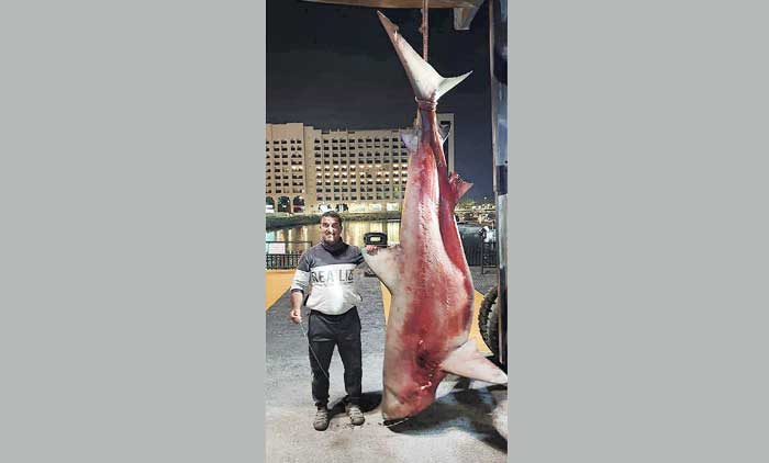 കൂ​റ്റ​ൻ കാ​ള​സ്രാ​വി​നെ പി​ടി​കൂ​ടി​യ മീ​ൻ​പി​ടി​ത്ത​ക്കാ​ര​നെ​തി​രെ അ​ന്വേ​ഷ​ണം