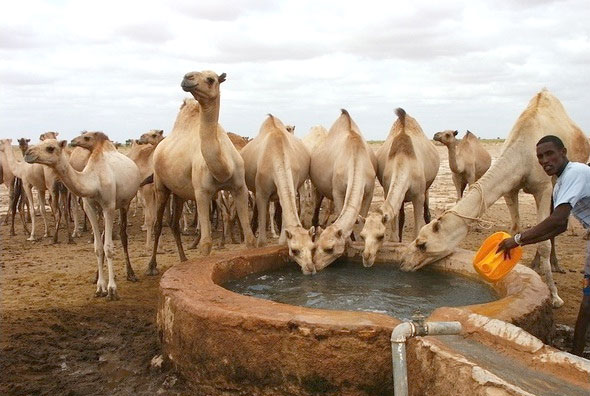 കൊറോണ വൈറസ്: കുവൈത്തില്‍  ഒട്ടകത്തെ അറുക്കുന്നതിന് വിലക്ക്