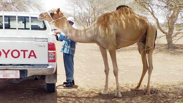 അ​ല​ഞ്ഞു​തി​രി​യു​ന്ന മൃ​ഗ​ങ്ങ​ൾ : ന​ട​പ​ടി​യു​മാ​യി ന​ഗ​ര​സ​ഭ​ക​ൾ