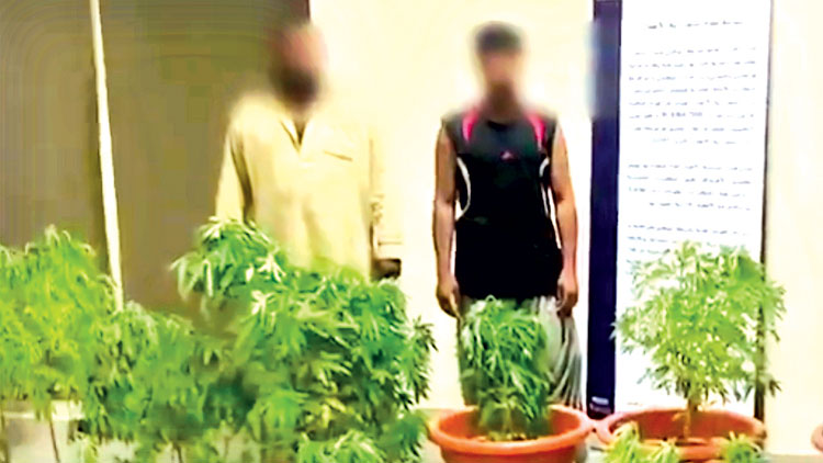 ക​ഞ്ചാ​വ് കൃ​ഷി ചെ​യ്ത കേ​സി​ൽ ര​ണ്ട് പേ​ർ അ​ബൂ​ദ​ബി പൊ​ലീ​സ് പി​ടി​യി​ൽ