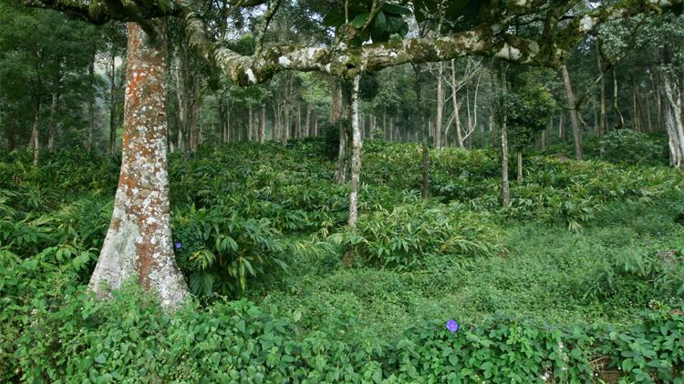 തോട്ടഭൂമിക്ക്​ കരം അടക്കൽ: ടാറ്റക്കും കിട്ടും ക്ലീൻ ചിറ്റ്