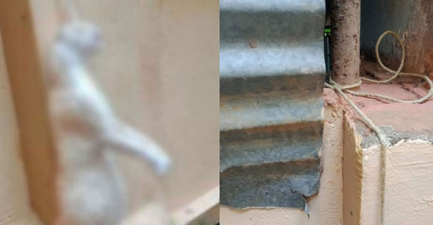 ഗര്ഭിണിപ്പൂച്ചയെ കെട്ടിത്തൂക്കി കൊന്നതാണെന്ന് പോസ്റ്റ്മോര്ട്ടം റിപ്പോര്ട്ട് ഗര്ഭിണിപ്പൂച്ചയെ കെട്ടിത്തൂക്കി കൊന്നതാണെന്ന് പോസ്റ്റ്മോര്ട്ടം റിപ്പോര്ട്ട്