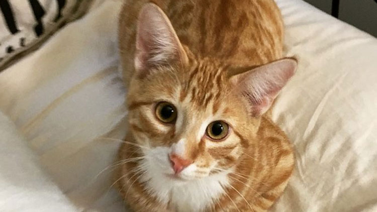 പൂ​ച്ച​ക്ക് ശ​സ്ത്ര​ക്രി​യ​യി​ലൂ​ടെ  പു​തു​ജീ​വ​ൻ