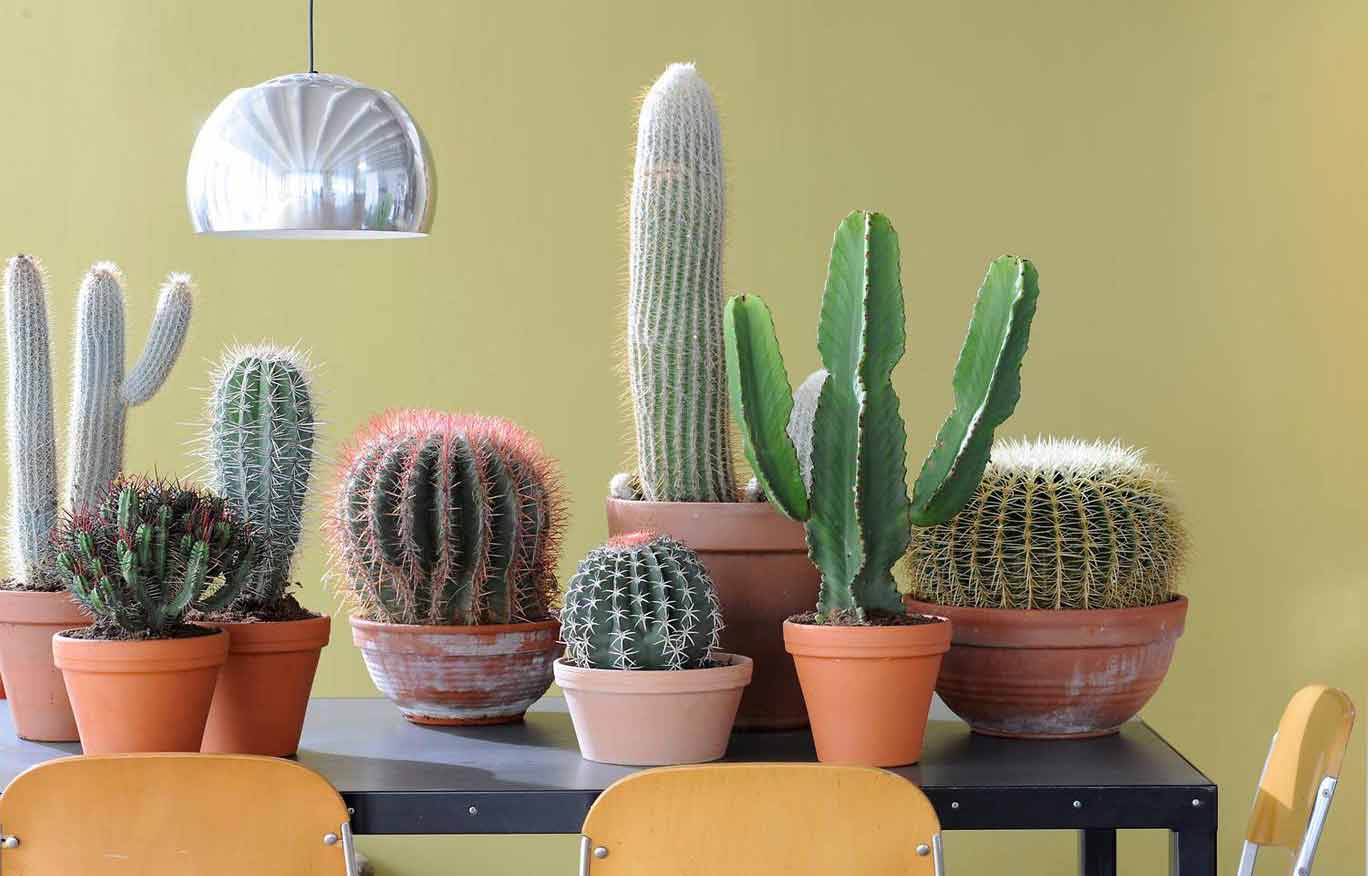 cacti