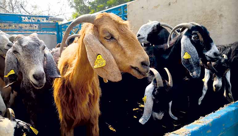 ബ​ലി​പെ​രു​ന്നാ​ൾ അ​രി​കെ, കാ​ലി ച​ന്ത​ക​ൾ സ​ജീ​വ​മാ​യി