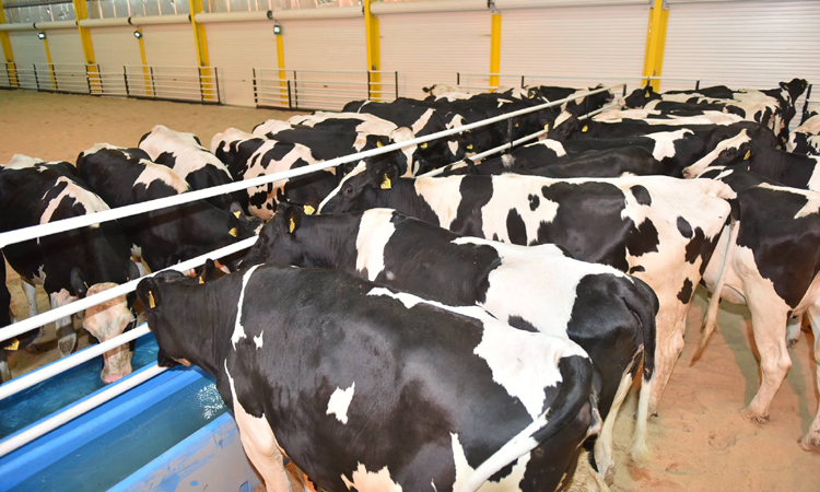 ഖത്തറിന്​ പാൽ ചുരത്താൻ വിമാനം കയറി പശുക്കളെത്തി