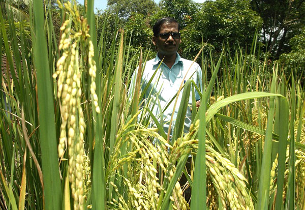മട്ടുപ്പാവില്‍ നെല്ല് കതിരിട്ടു