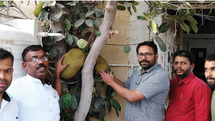 ആസിഡ്​ വീണിട്ടും മധുരം കുറക്കാതെ ഉമ്മുൽ ഖുവൈനിലെ പ്ലാവ്​