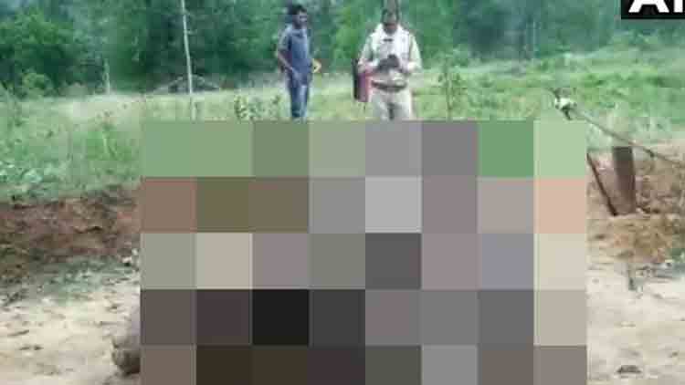 ഛത്തീസ്​ഗഡിൽ വീണ്ടും കാട്ടാന കൊല്ലപ്പെട്ടു; ഒരാഴ്​ചക്കിടെ അഞ്ചാനകൾക്ക് ജീവഹാനി​